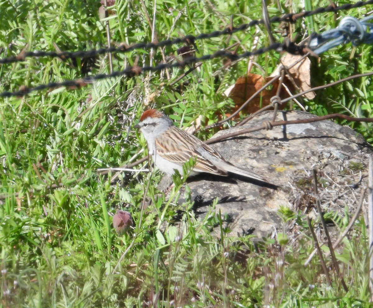 Chipping Sparrow - ML617523370