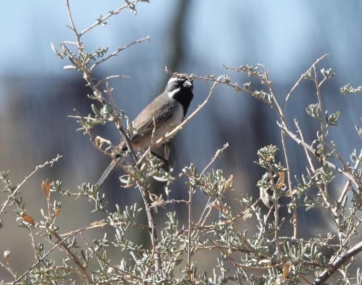 Black-throated Sparrow - Rene Laubach