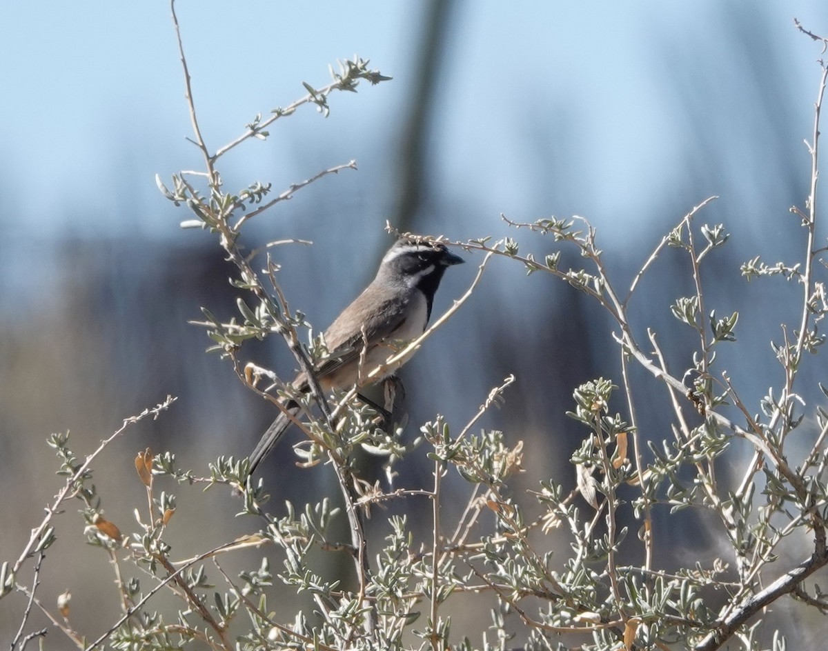 Black-throated Sparrow - Rene Laubach