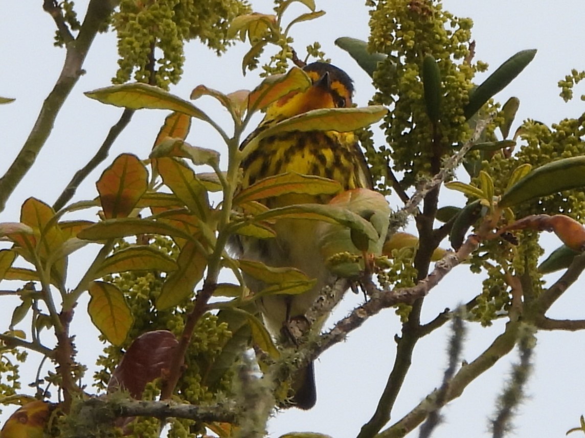 Cape May Warbler - ML617523393