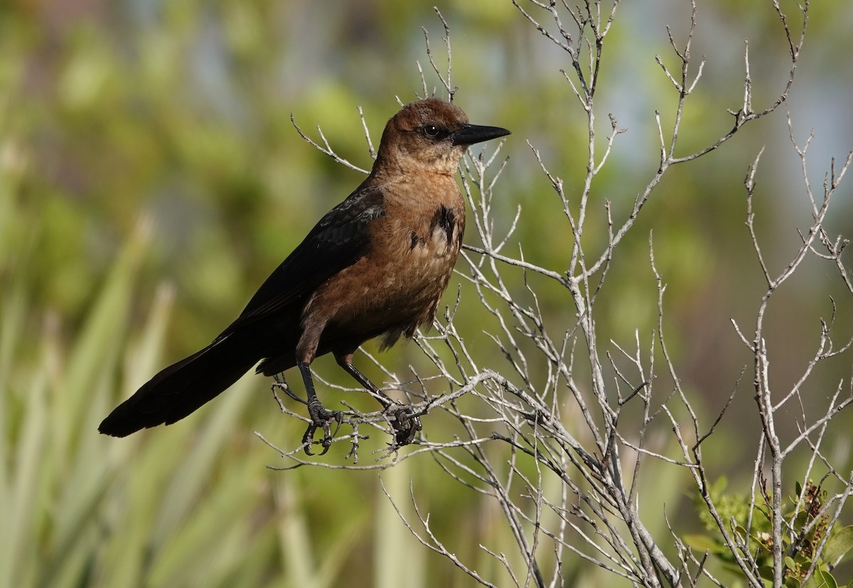 Boat-tailed Grackle - Wendy Allen