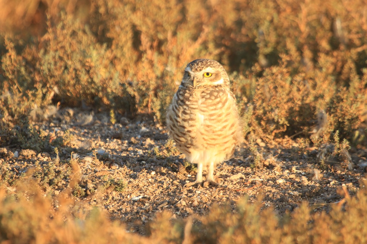 Burrowing Owl - Darwin Moreno