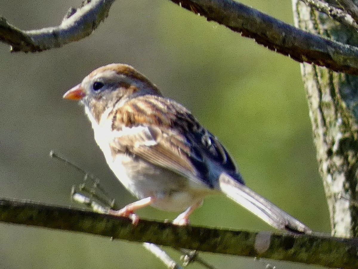 Field Sparrow - Connee Chandler