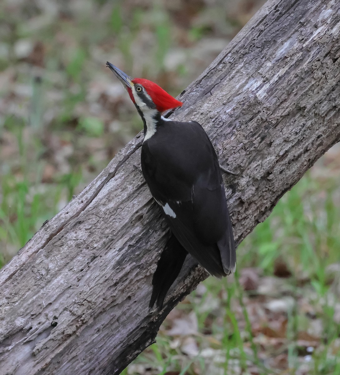 Pileated Woodpecker - Deborah H