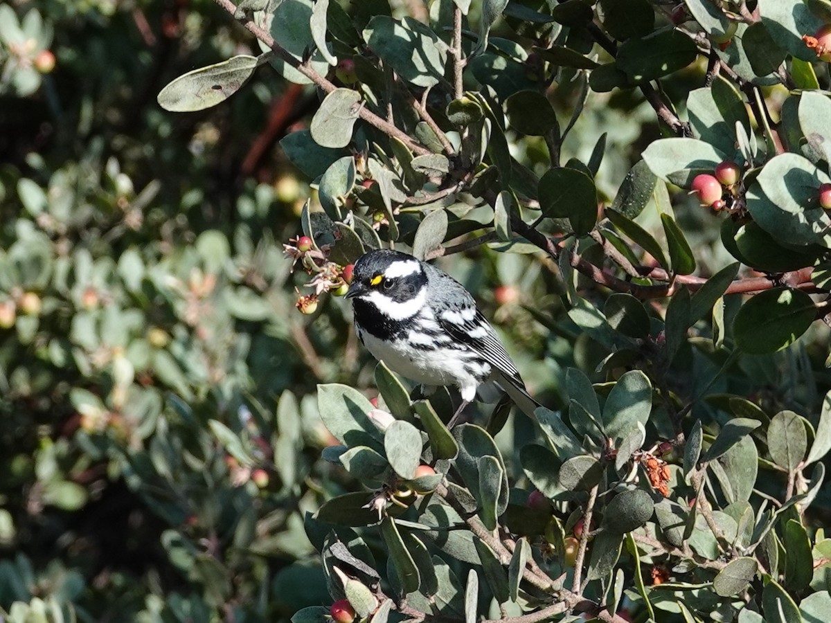 Black-throated Gray Warbler - ML617523507