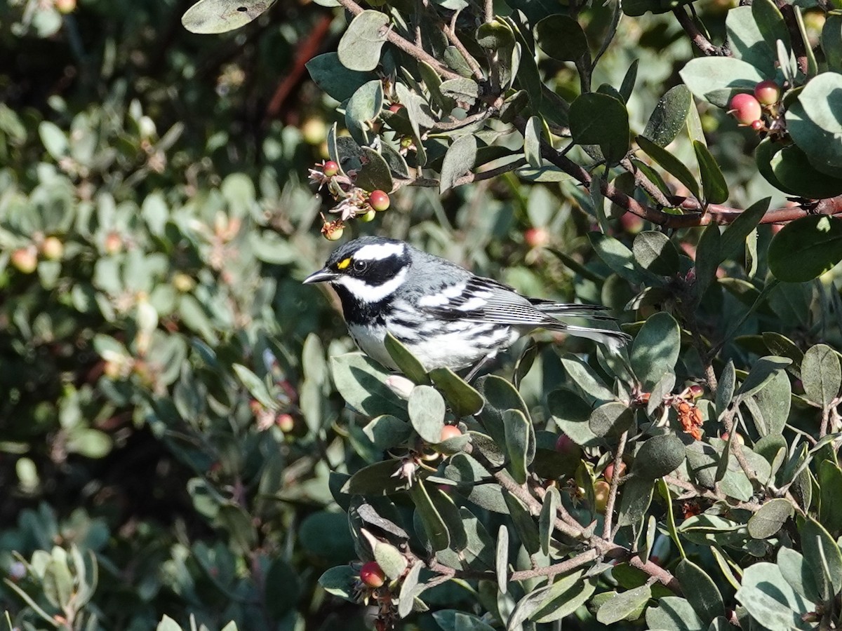 Black-throated Gray Warbler - ML617523509