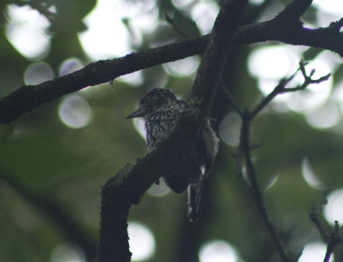 White-wedged Piculet - ML617523595