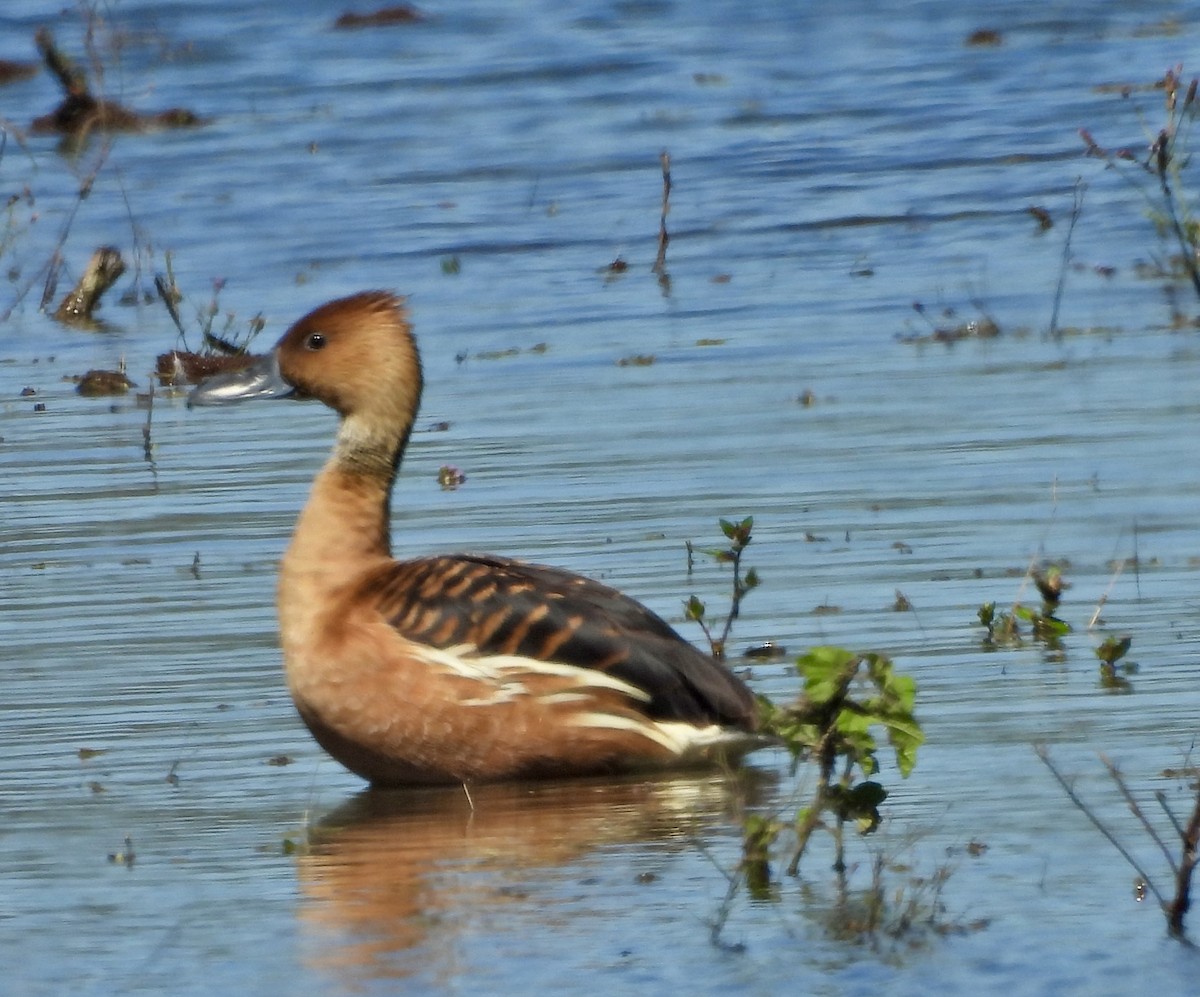 Fulvous Whistling-Duck - Louise Duguay