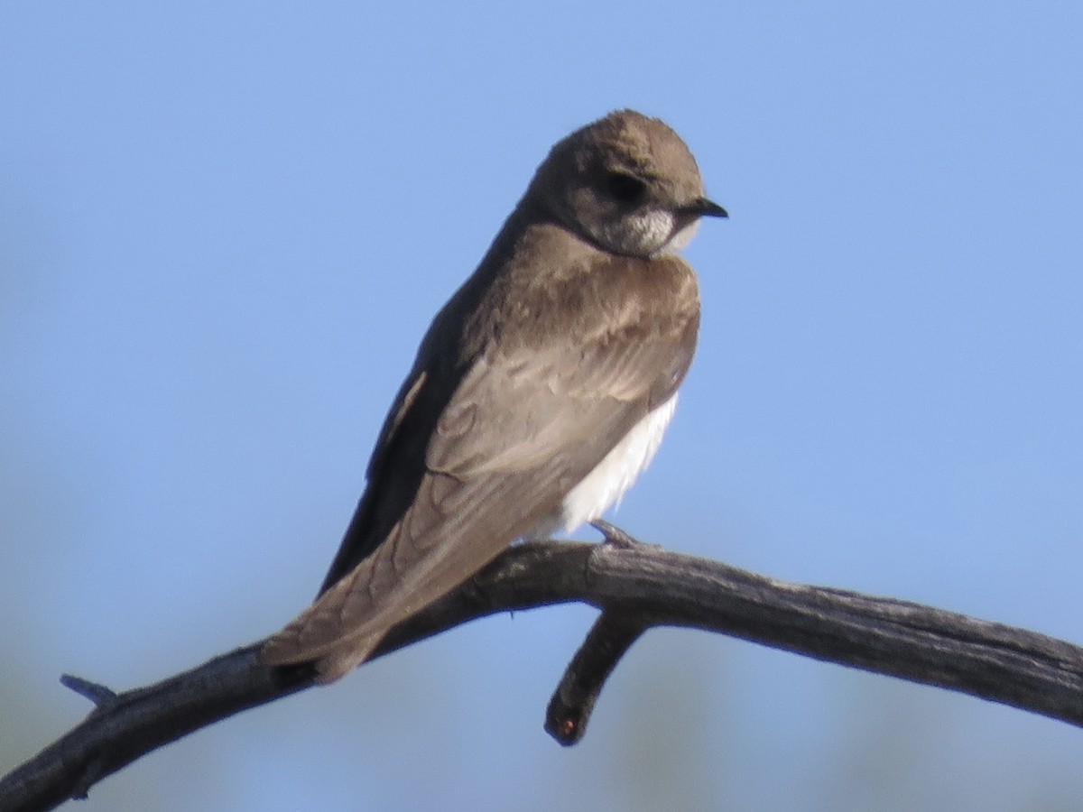 Northern Rough-winged Swallow - ML617523657