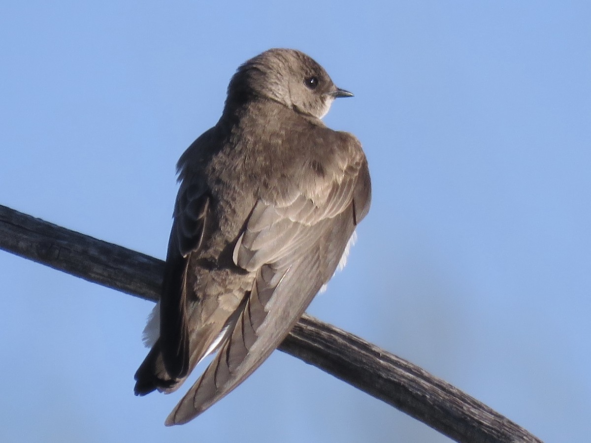 Northern Rough-winged Swallow - ML617523658