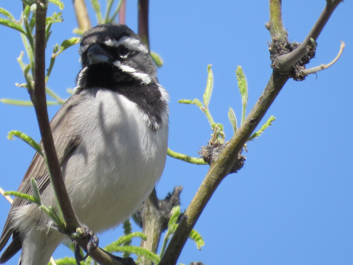 Black-throated Sparrow - ML617523720