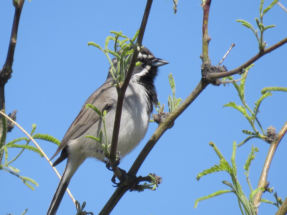 Black-throated Sparrow - ML617523722
