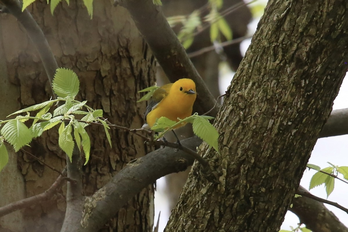Prothonotary Warbler - ML617523746