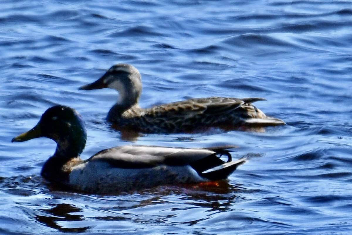 Green-winged Teal - Anonymous User