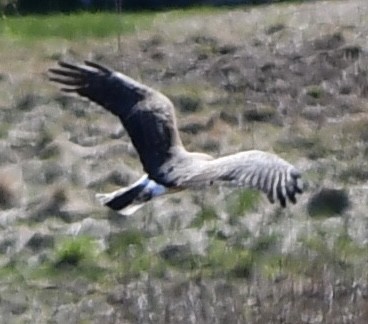 Northern Harrier - Anonymous User