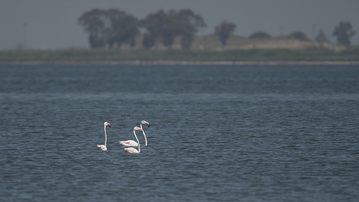 Greater Flamingo - Engin BIYIKOĞLU