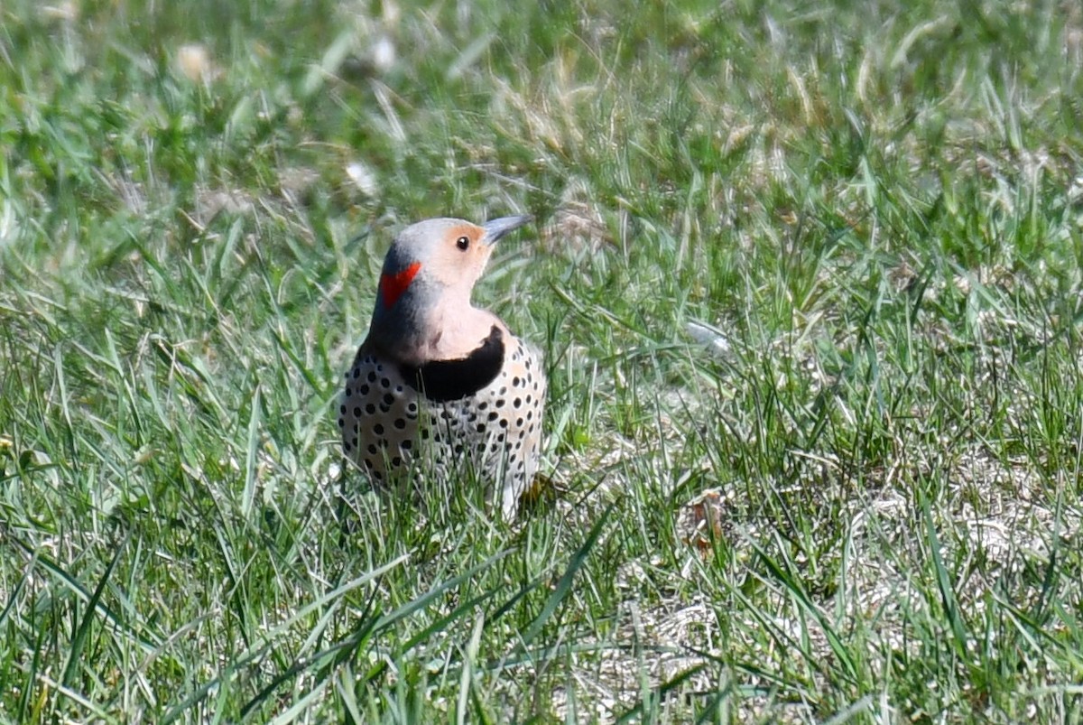 Northern Flicker - Anonymous User