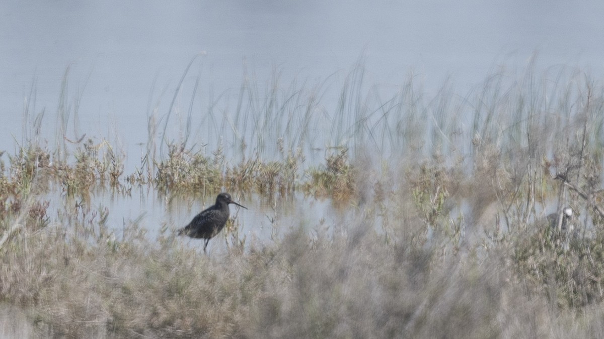Spotted Redshank - ML617523861
