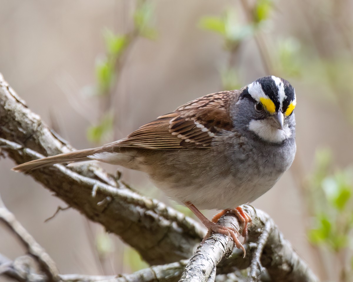 White-throated Sparrow - ML617523886