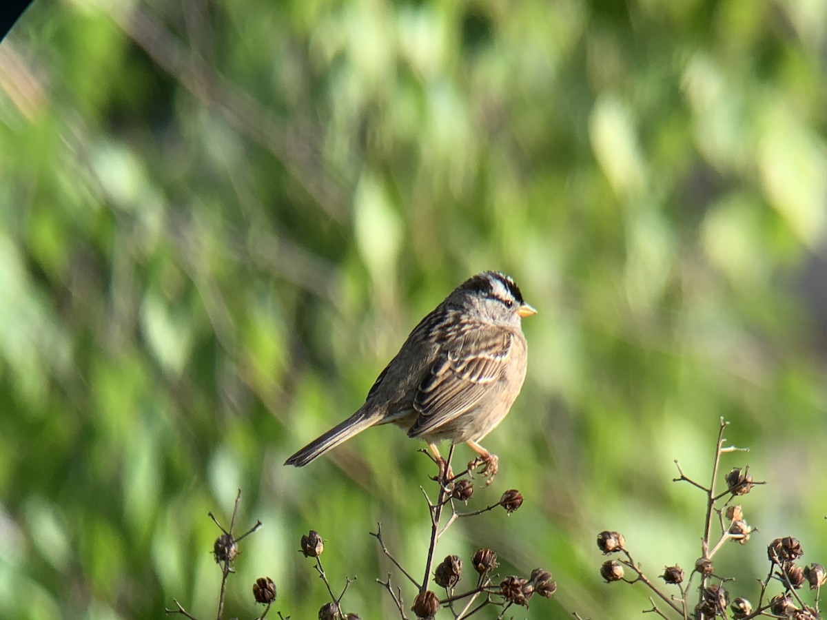 White-crowned Sparrow - ML617523938