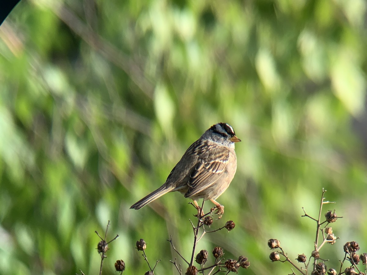 White-crowned Sparrow - ML617523939