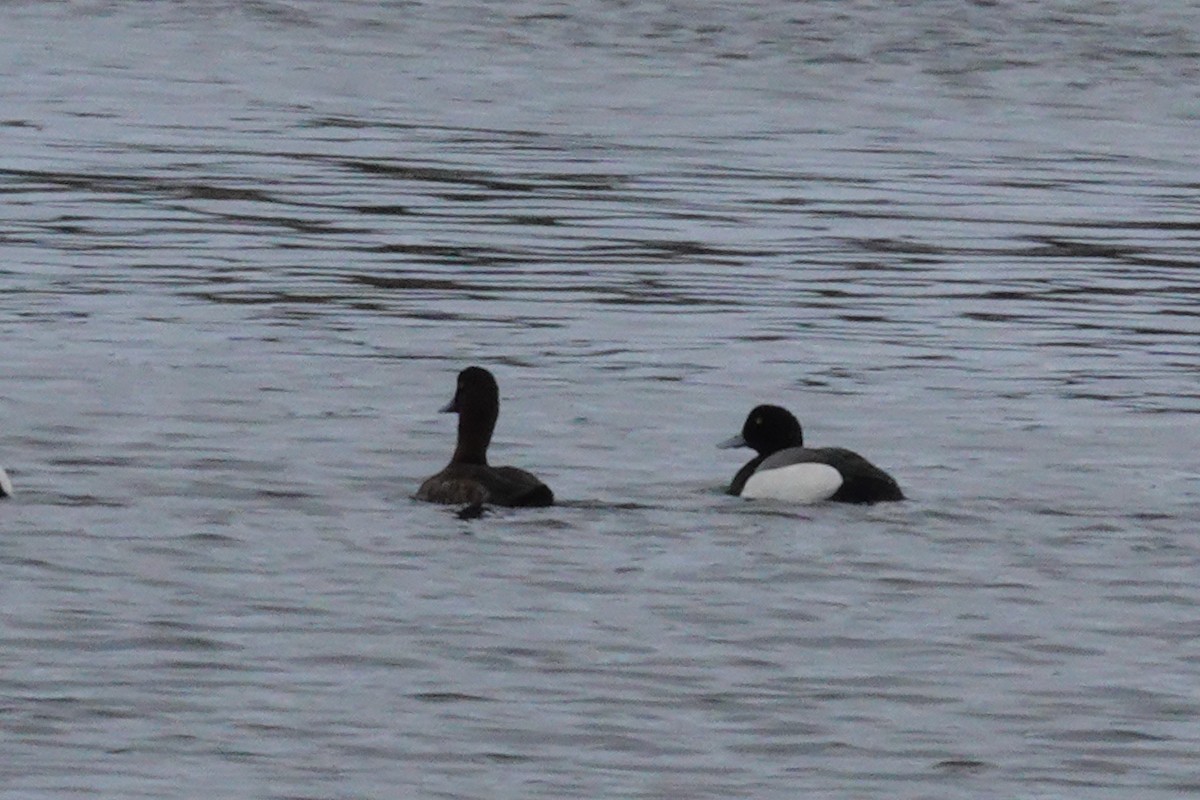 Greater Scaup - ML617523947
