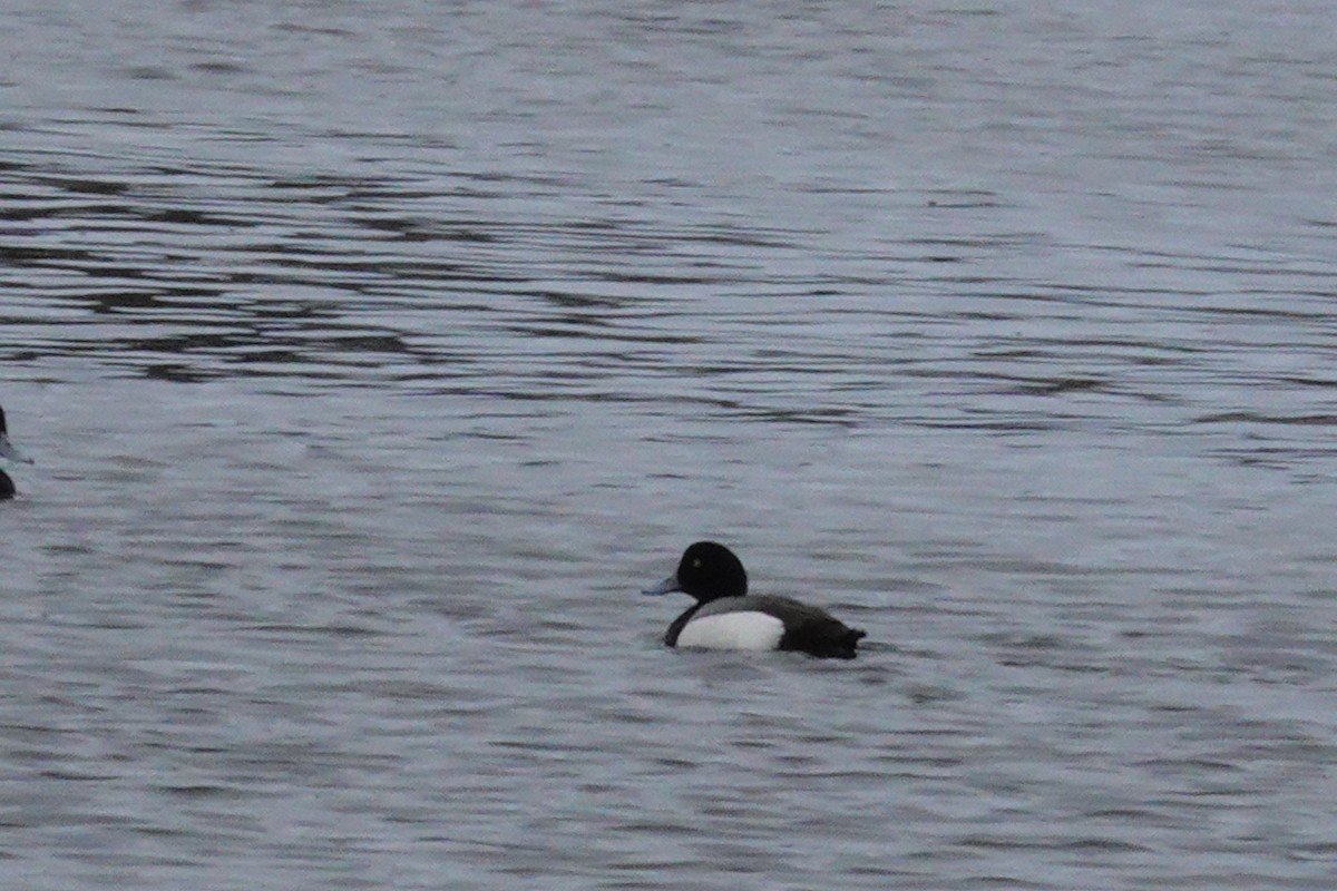 Greater Scaup - ML617523948