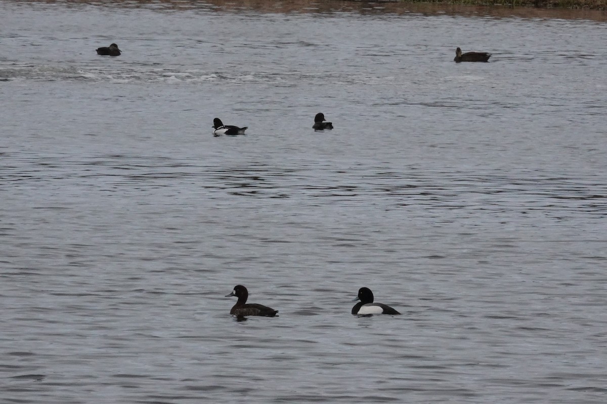 Greater Scaup - ML617523949