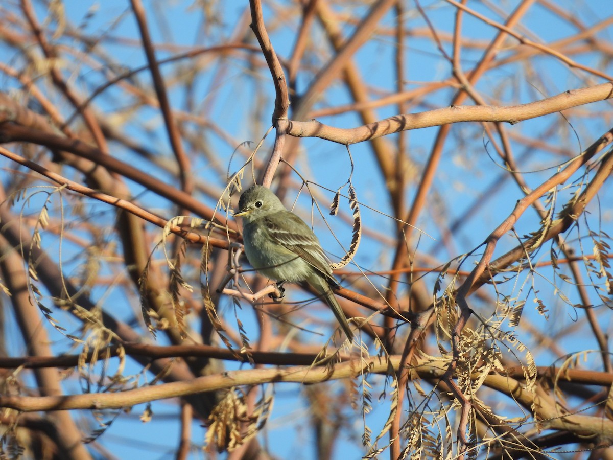 Ebird Checklist - 17 Apr 2024 - Moon Valley Park - 37 Species