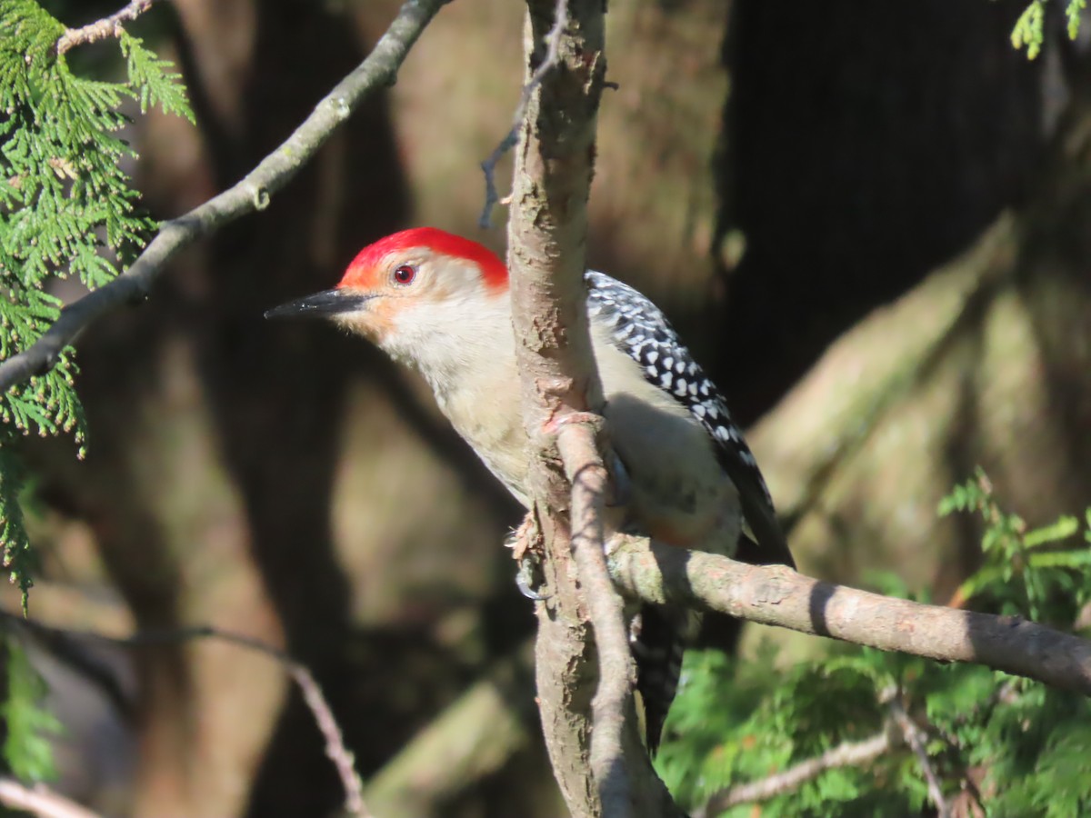 Red-bellied Woodpecker - ML617524025