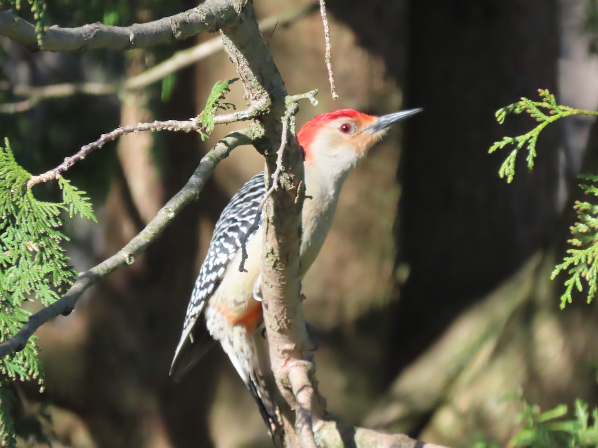 Red-bellied Woodpecker - ML617524026