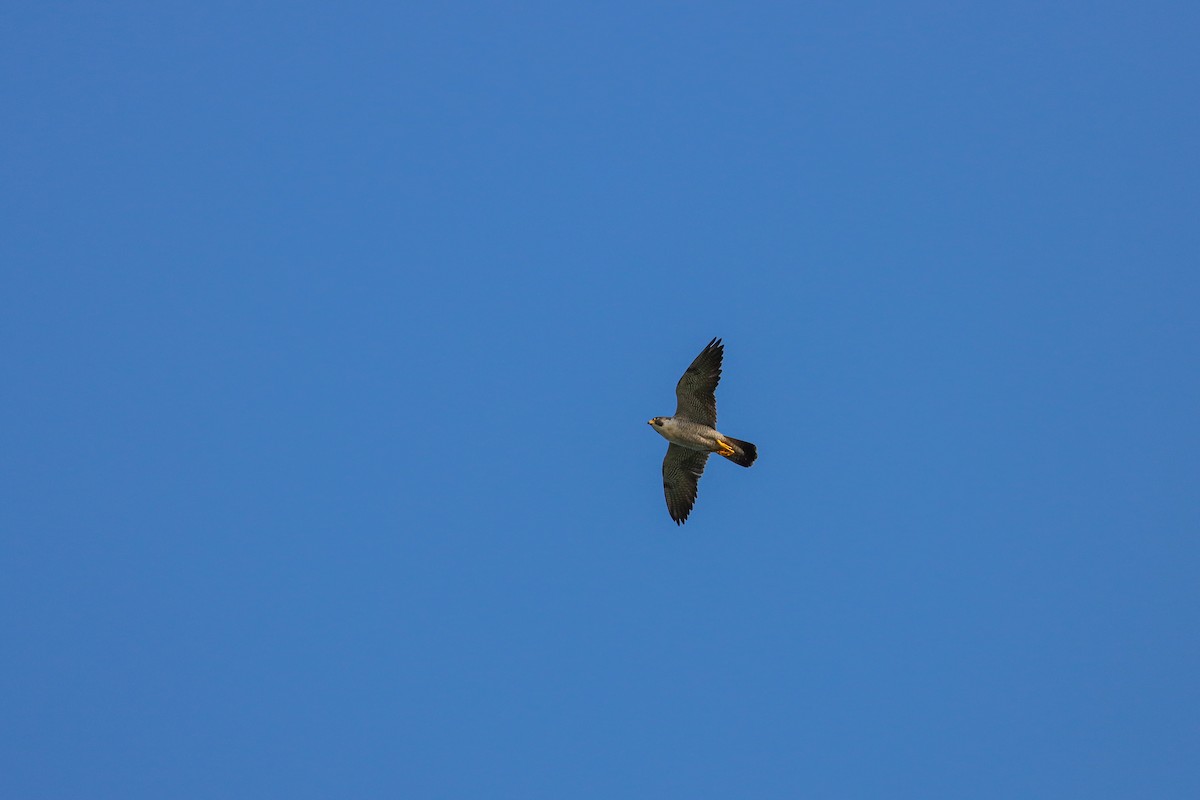 Peregrine Falcon (Tundra) - ML617524046