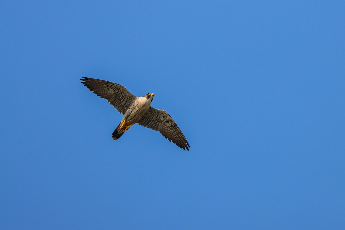 Peregrine Falcon (Tundra) - ML617524047