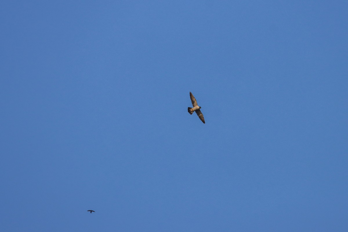 Peregrine Falcon (Tundra) - ML617524050
