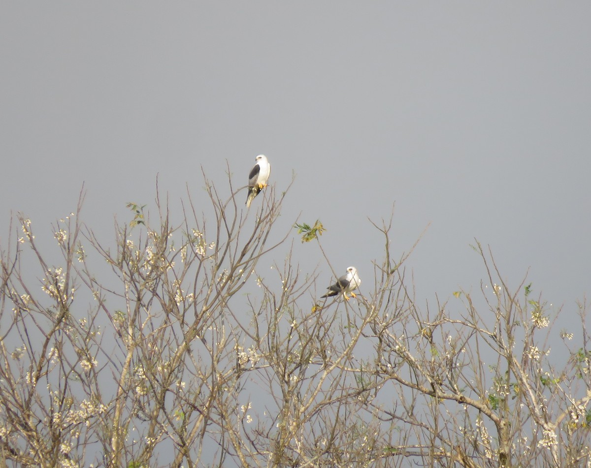 White-tailed Kite - ML617524106