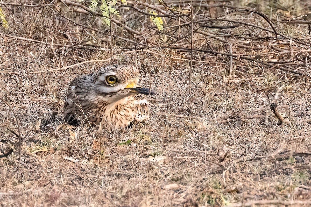 Indian Thick-knee - ML617524168
