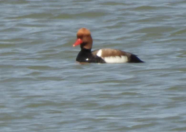 Red-crested Pochard - Claire J.