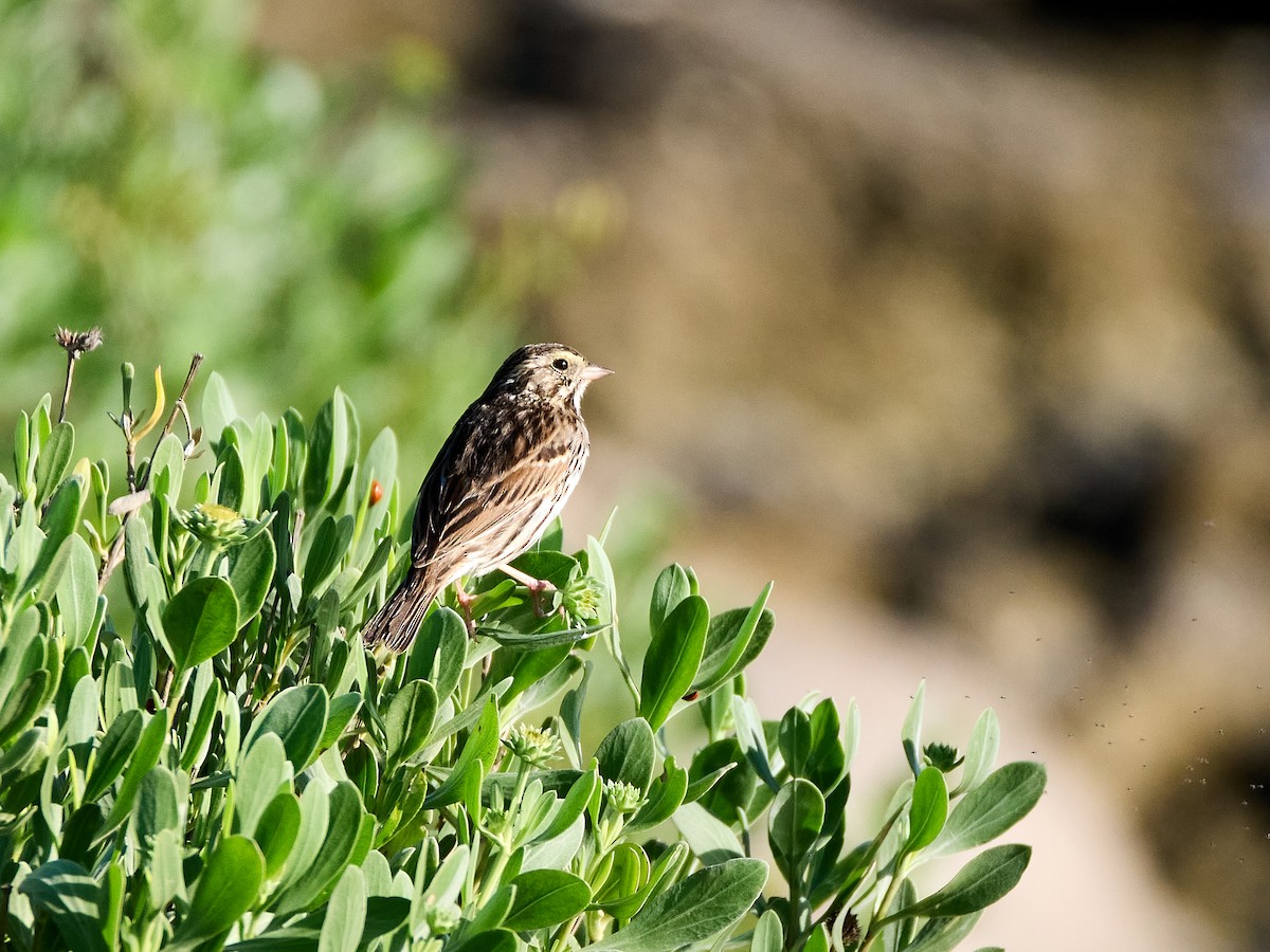 Savannah Sparrow (Savannah) - ML617524212
