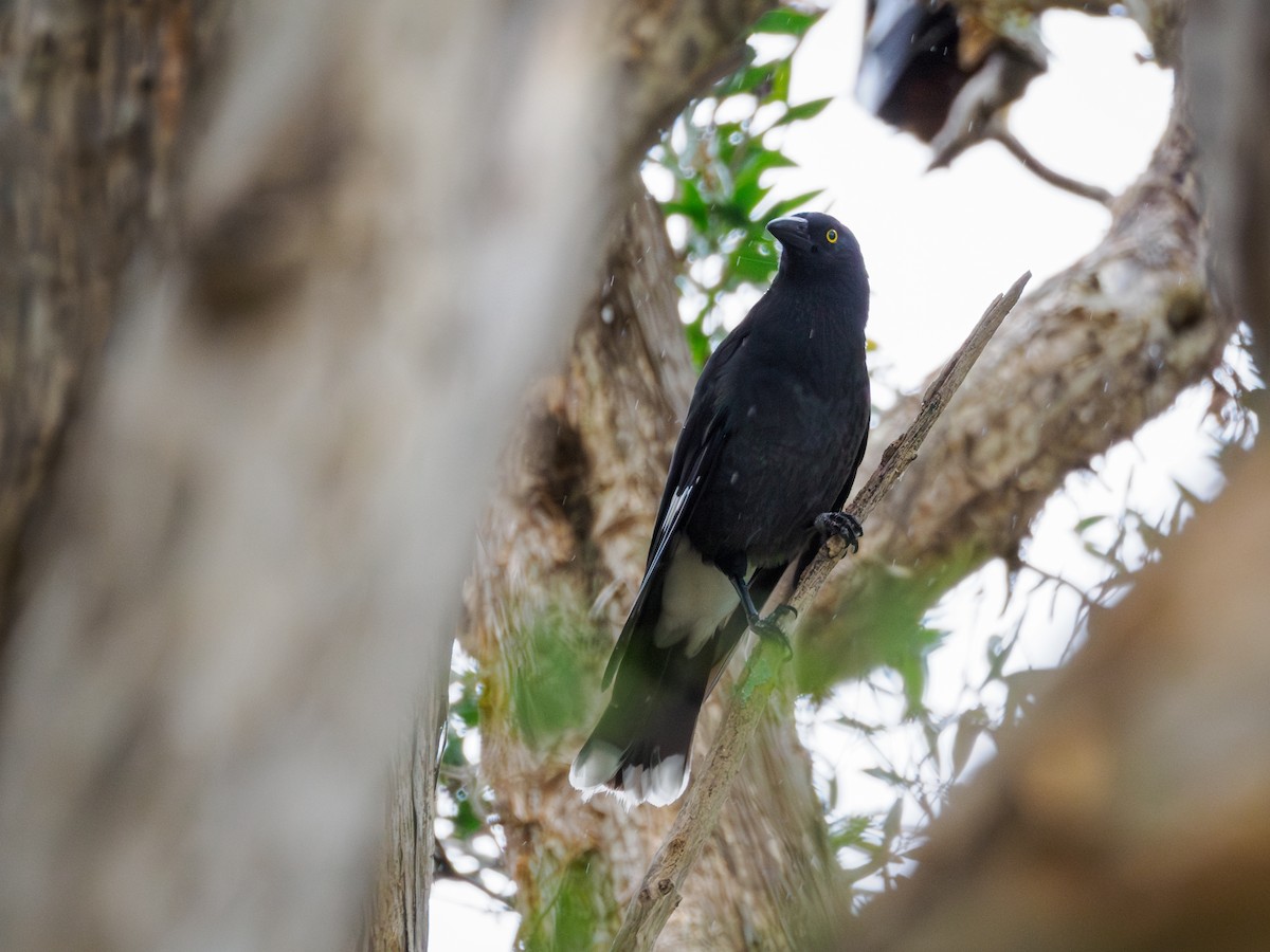 Pied Currawong - ML617524257