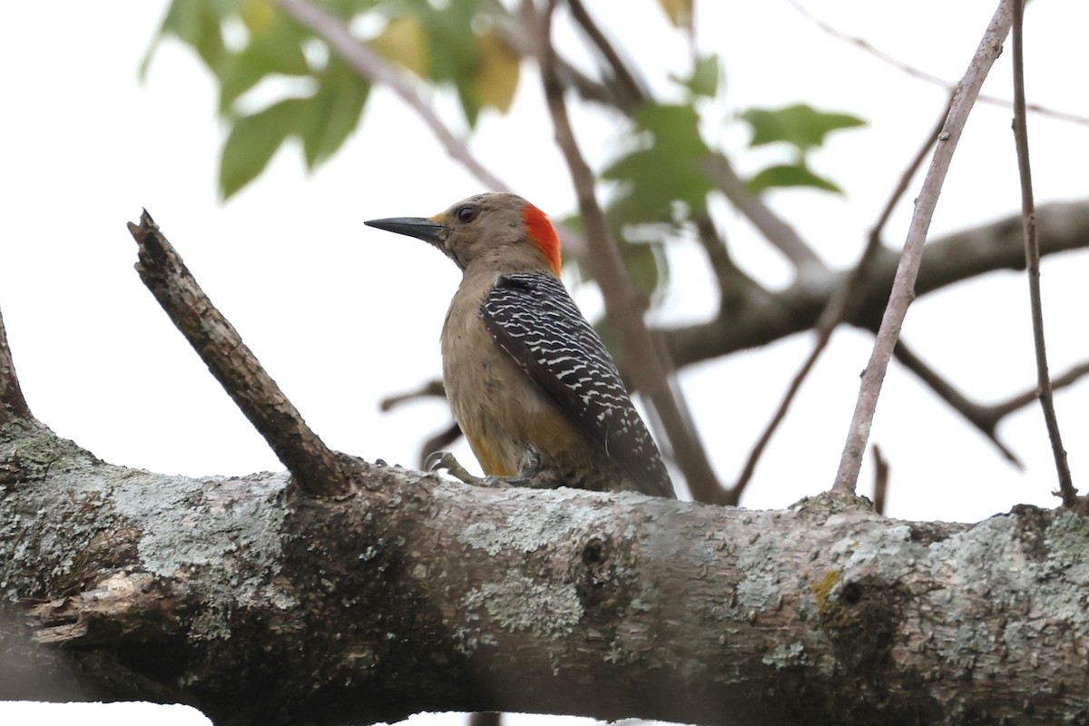 Golden-fronted Woodpecker - ML617524260