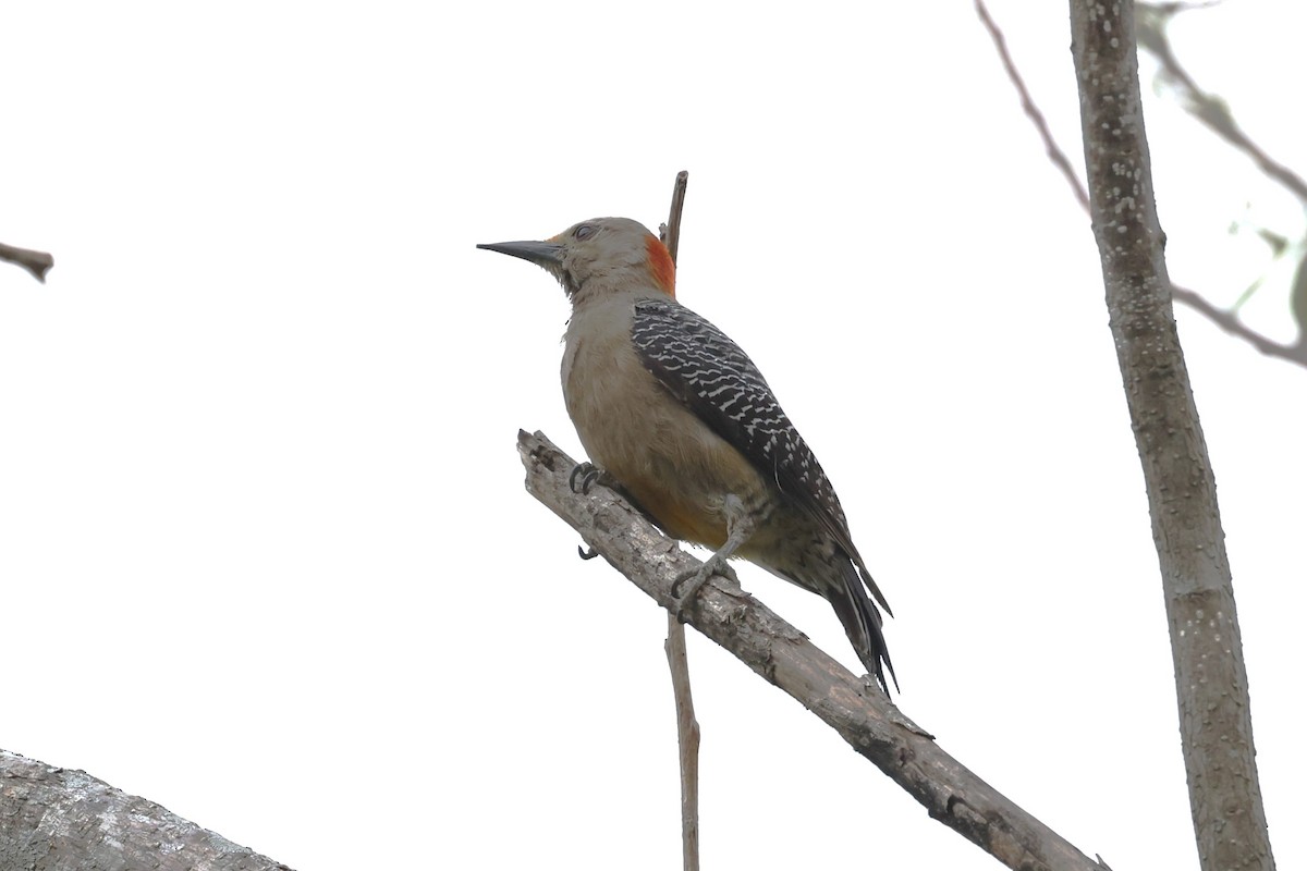 Golden-fronted Woodpecker - ML617524278