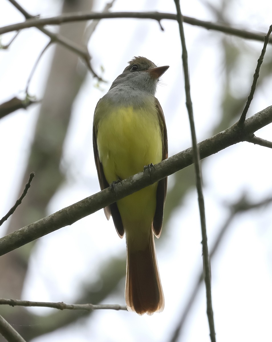 Great Crested Flycatcher - ML617524338