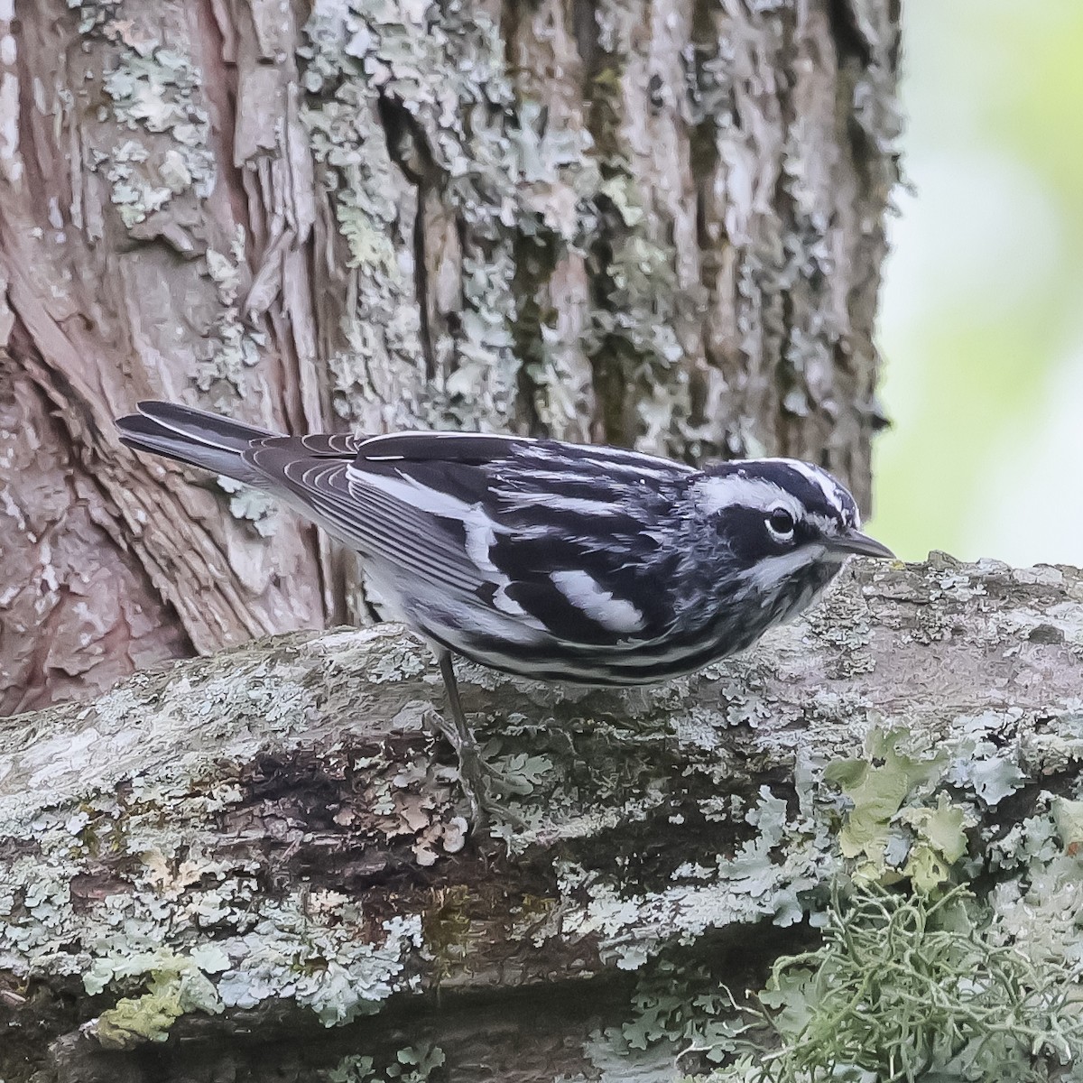 Black-and-white Warbler - ML617524349