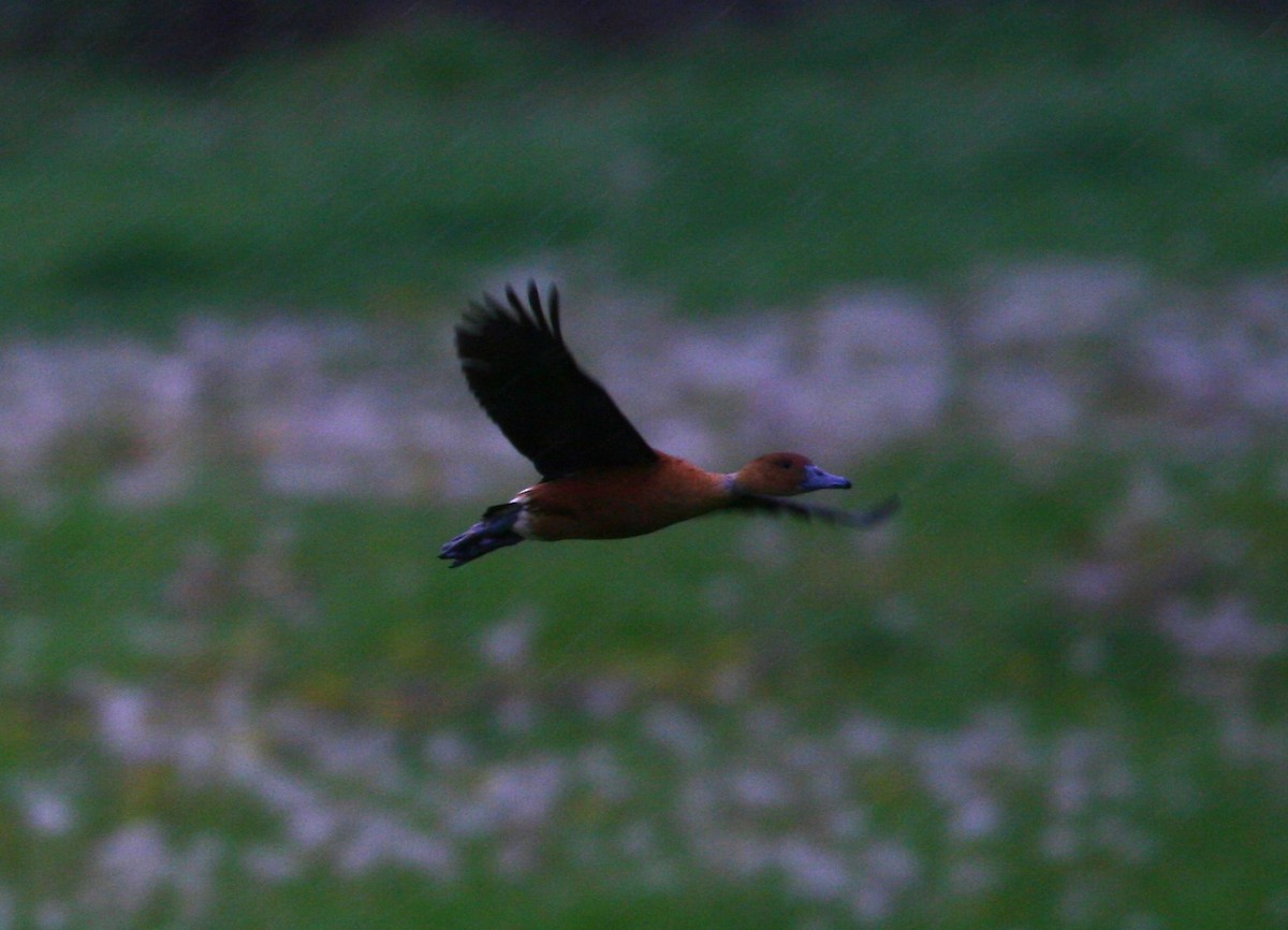 Fulvous Whistling-Duck - ML617524375