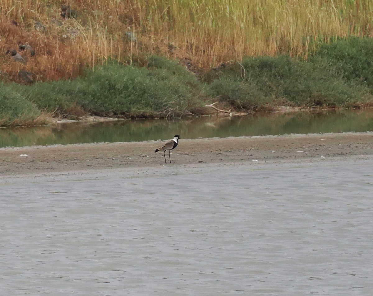 Spur-winged Lapwing - ML617524403