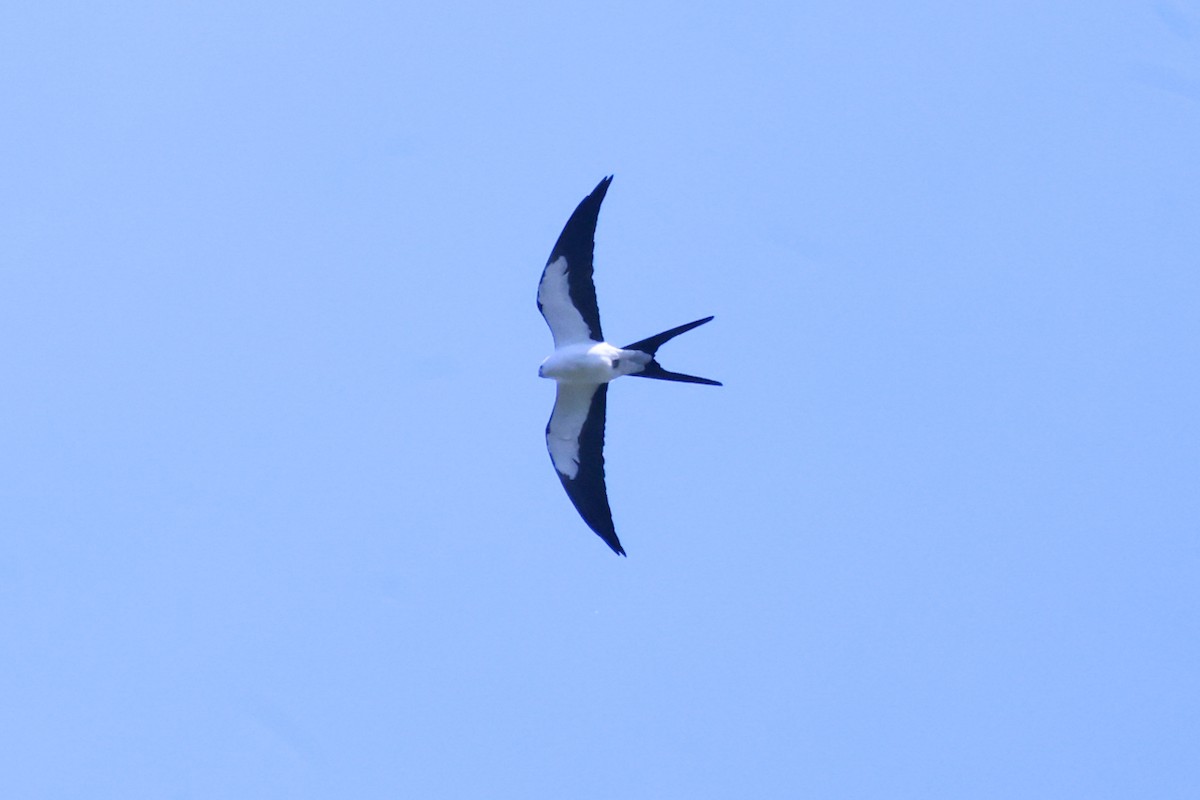 Swallow-tailed Kite - ML617524508