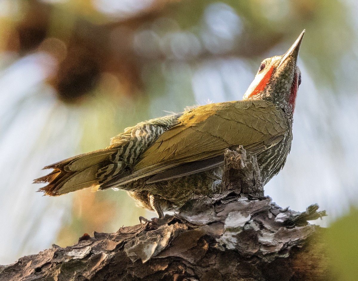 Gray-crowned Woodpecker - ML617524719