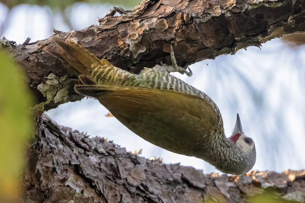 Gray-crowned Woodpecker - ML617524720