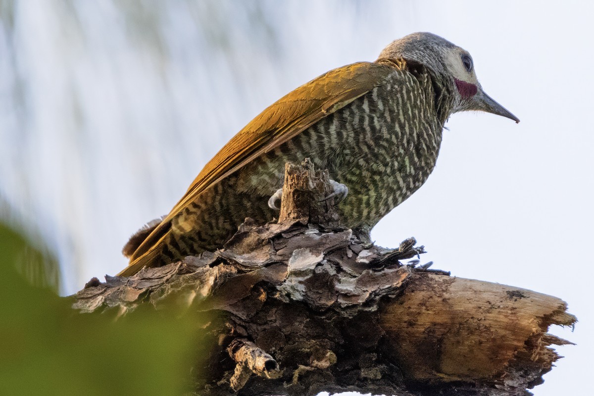 Gray-crowned Woodpecker - ML617524721
