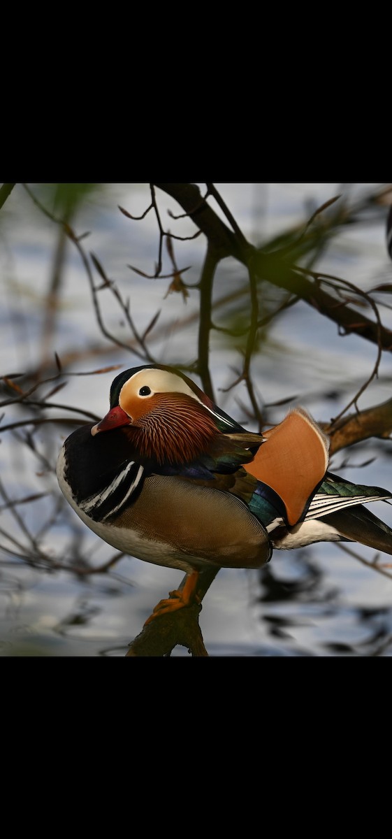 Mandarin Duck - Oliver Lochner